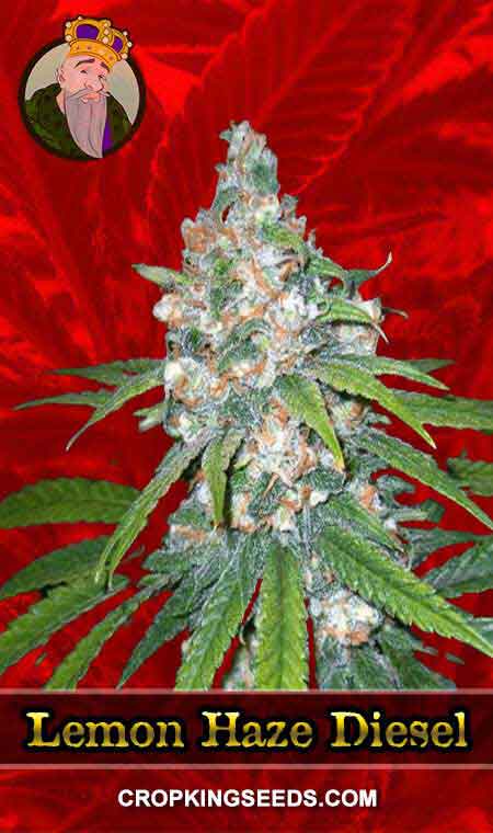 Lemon Haze Diesel Feminized Marijuana Seeds