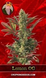 Lemon OG Strain Feminized Marijuana Seeds