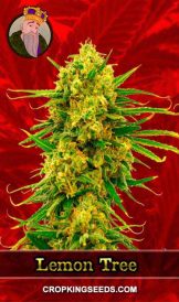 Lemon Tree Strain Feminized Marijuana Seeds