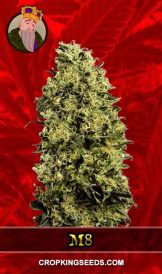 M8 Strain Feminized Marijuana Seeds