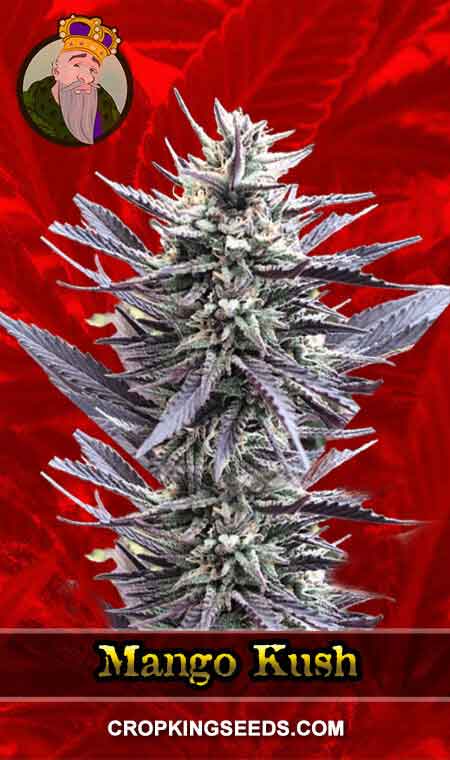 Mango Kush Feminized Marijuana Seeds