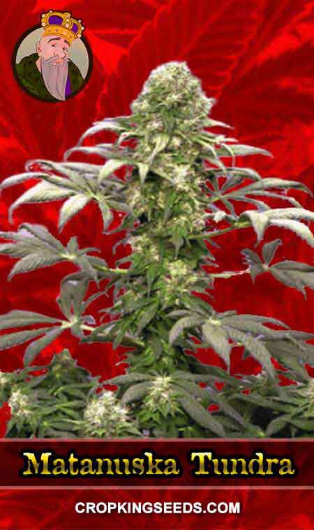 Matanuska Tundra Strain Feminized Marijuana Seeds