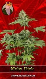 Moby Dick Strain Feminized Marijuana Seeds