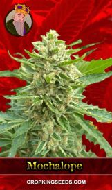 Mochalope Feminized Marijuana Seeds