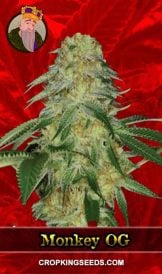 Monkey OG Feminized Marijuana Seeds