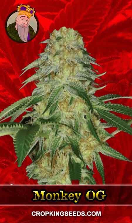 Monkey OG Feminized Marijuana Seeds