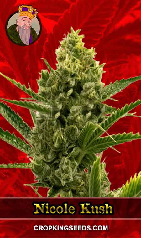 Nicole Kush Feminized Marijuana Seeds