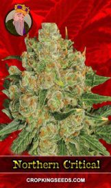 Northern Critical Feminized Marijuana Seeds