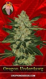 Northern Lights Feminized Marijuana Seeds