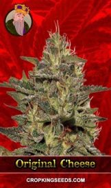 Original Cheese Feminized Marijuana Seeds