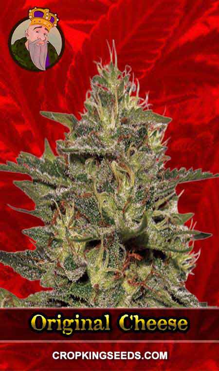 Original Cheese Feminized Marijuana Seeds