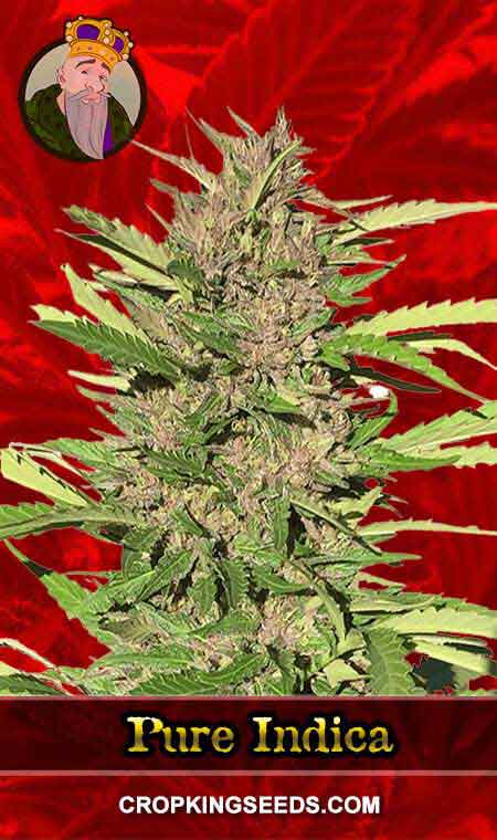 Pure Indica Strain Feminized Marijuana Seeds