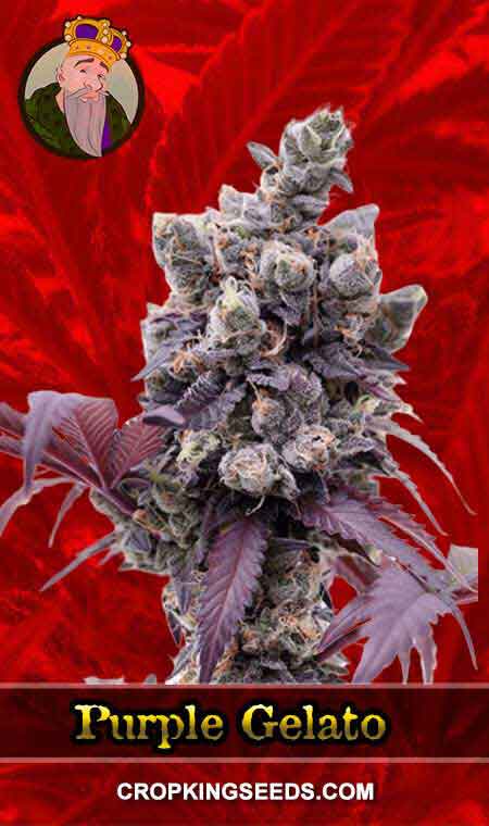 Purple Gelato Strain Feminized Marijuana Seeds