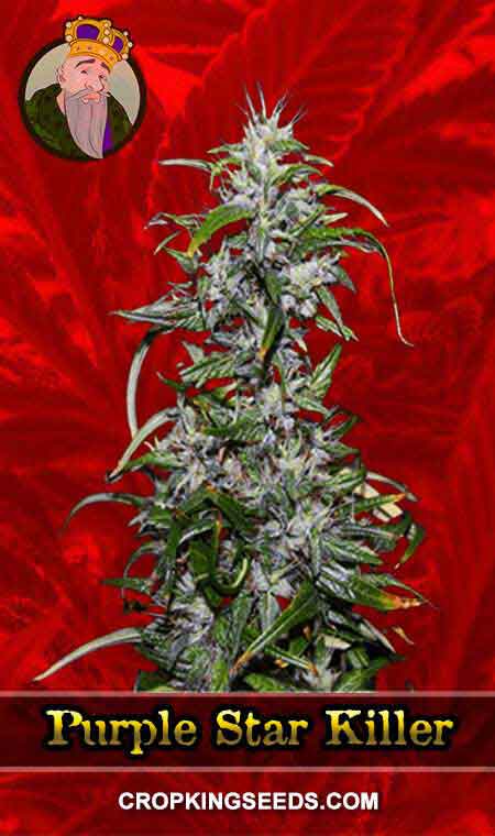 Purple Star Killer Strain Feminized Marijuana Seeds