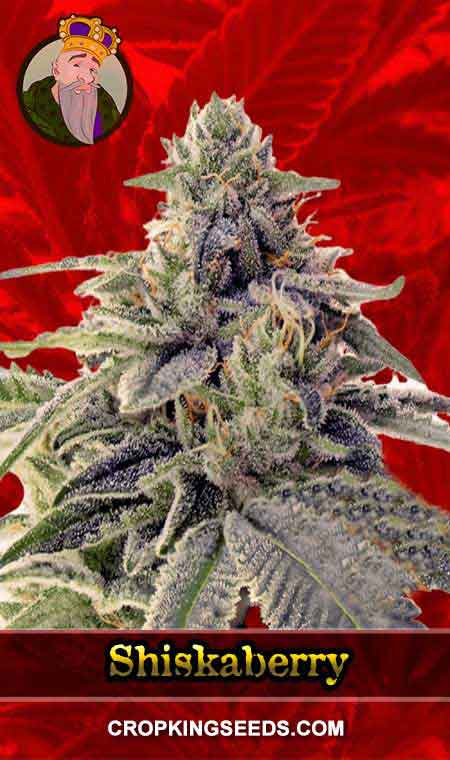 Shiskaberry Feminized Marijuana Seeds