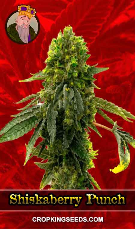 Shiskaberry Punch Feminized Marijuana Seeds