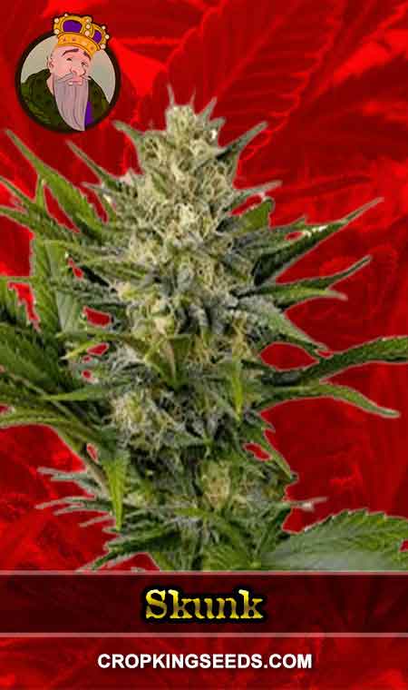 Skunk Feminized Marijuana Seeds