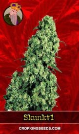 Skunk#1 Feminized Marijuana Seeds