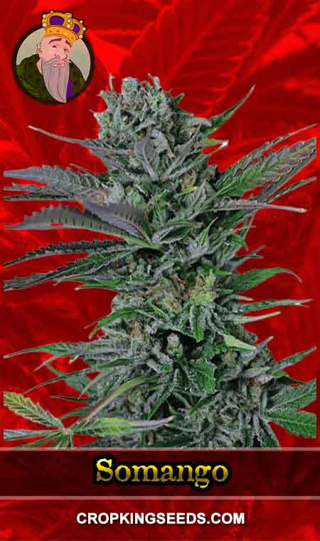 Somango Feminized Marijuana Seeds