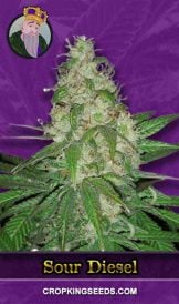 Sour Diesel Auto