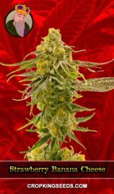 Strawberry Banana Cheese Strain Feminized Marijuana Seeds