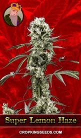 Super Lemon Haze Feminized Marijuana Seeds