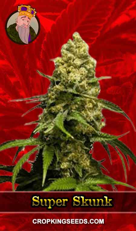 Super Skunk Feminized Marijuana Seeds