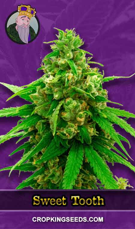 Sweet Tooth Autoflower Marijuana Seeds