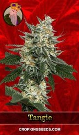 Tangie Strain Feminized Marijuana Seeds