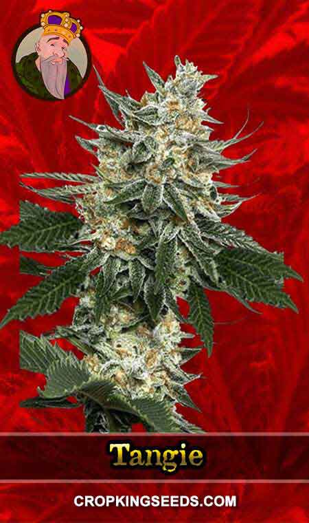 Tangie Strain Feminized Marijuana Seeds