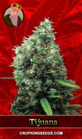 Tijuana Strain Feminized Marijuana Seeds