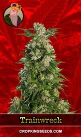 Trainwreck Feminized Marijuana Seeds