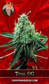 True OG Strain Feminized Marijuana Seeds