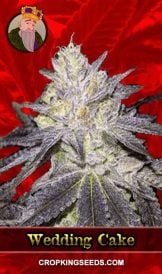 Wedding Cake Strain Feminized Marijuana Seeds