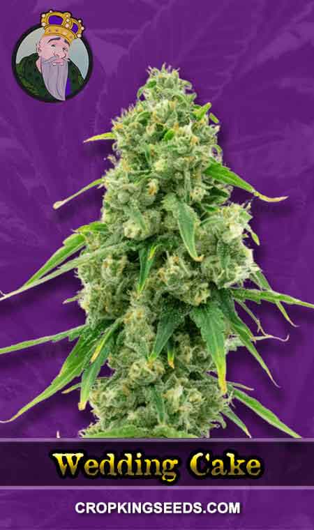 Wedding Cake Strain Autoflowering Marijuana Seeds