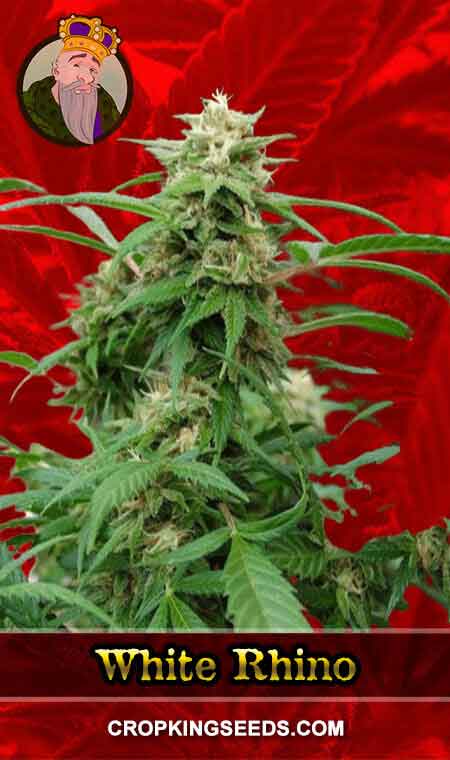 White Rhino Strain Feminized Marijuana Seeds