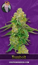 Yumbolt Strain Autoflowering Marijuana Seeds