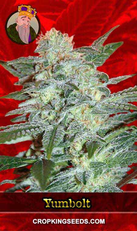 Yumbolt Strain Feminized Marijuana Seeds