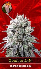 Zombie D.F. Strain Feminized Marijuana Seeds