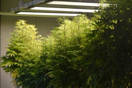 Growing Weed Indoors: Ultimate Guide