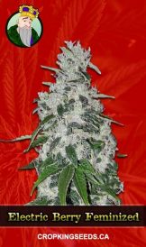 Electric Berry Strain Feminized Marijuana Seeds