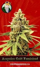 Acapulco Gold Strain Feminized Marijuana Seeds