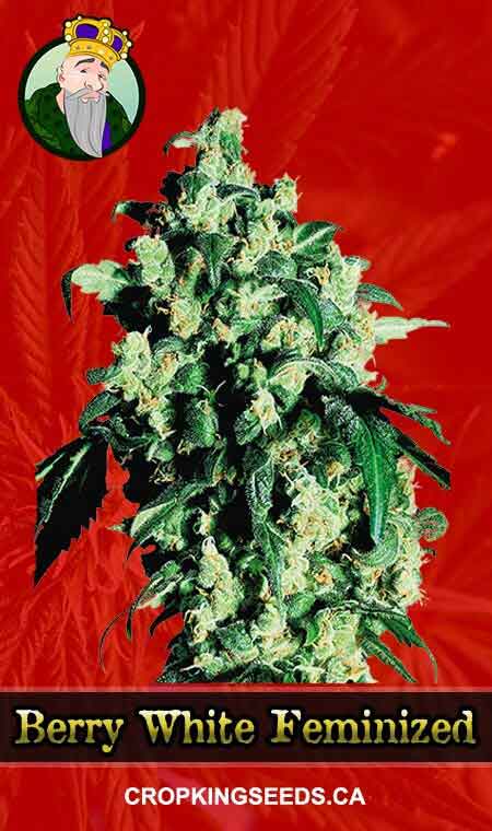 Berry White Feminized Marijuana Seeds