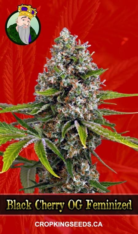 Black Cherry OG Strain Feminized Marijuana Seeds