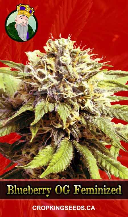 Blueberry OG Strain Feminized Marijuana Seeds