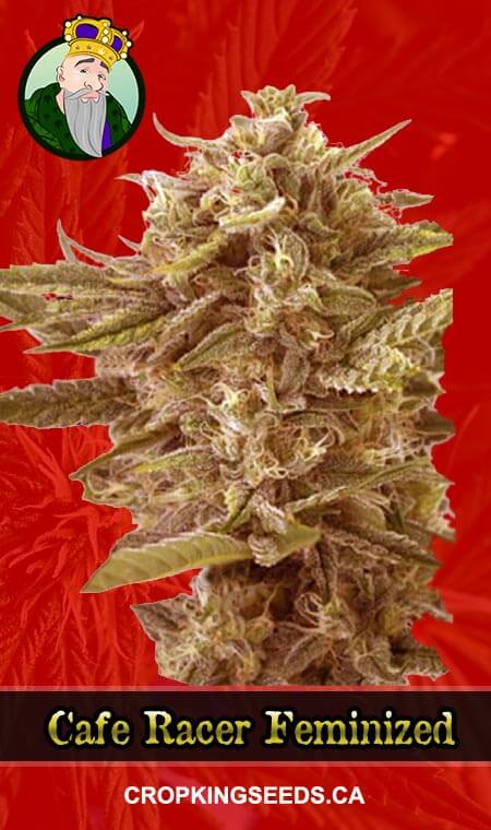 Cafe Racer Feminized Marijuana Seeds