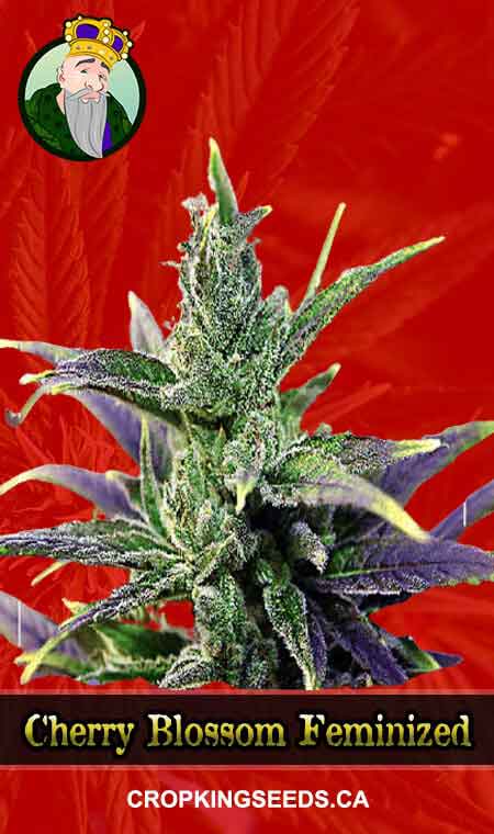 Cherry Blossom Strain Feminized Marijuana Seeds