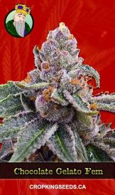 Chocolate Gelato Feminized Marijuana Seeds