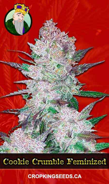 Cookie Crumble Feminized Marijuana Seeds