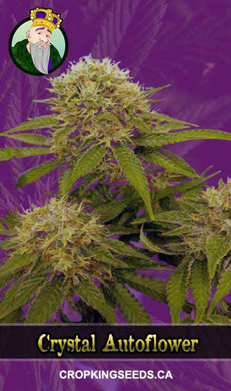 Crystal Strain Autoflowering Marijuana Seeds